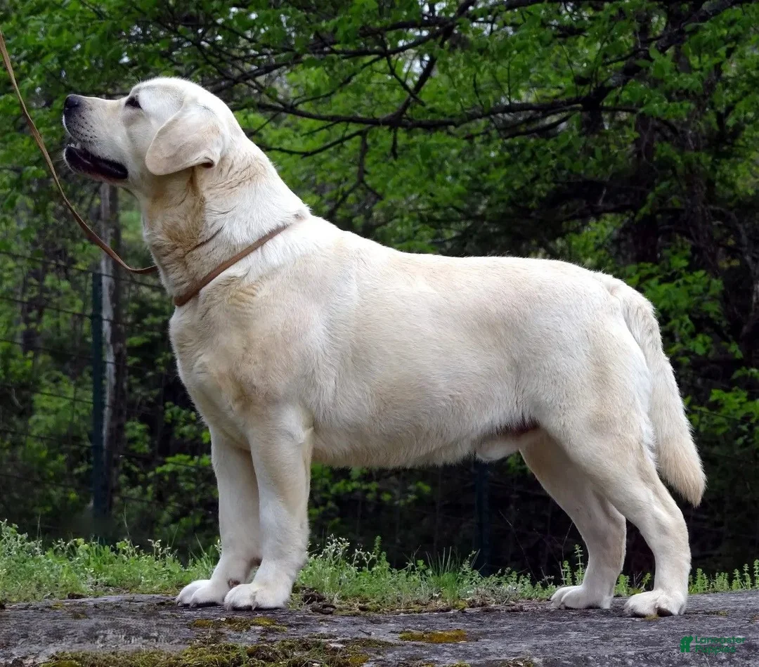 Labrador Retriever dogs for stud: Ukrainian Import Yellow Stud - Ad 1