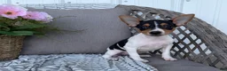 Toy Fox Terrier dogs for sale: Tinker - Ad 5