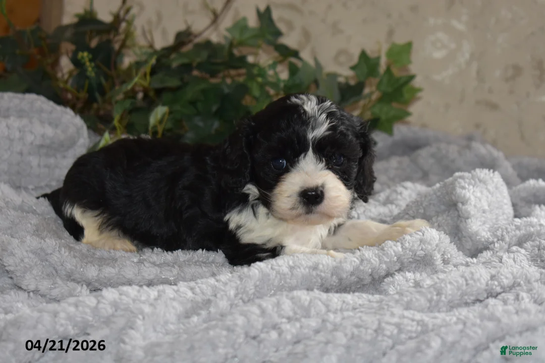 Cavapoo dogs for sale: Leanna - Ad 2