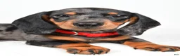 Miniature Dachshund dogs for sale: Eddie - Ad 4