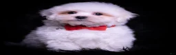 Maltese dogs for sale: Risque - Ad 1