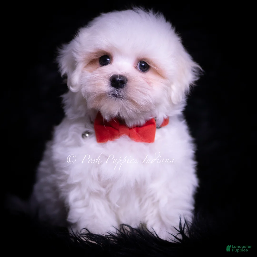 Maltese dogs for sale: Risque - Ad 1