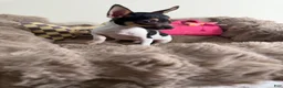 Chihuahua dogs for sale: “Saint” Male Chihuahua  - Ad 3