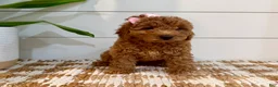 Mini Goldendoodle dogs for sale: Peach Collar 🐾🧡 - Ad 1