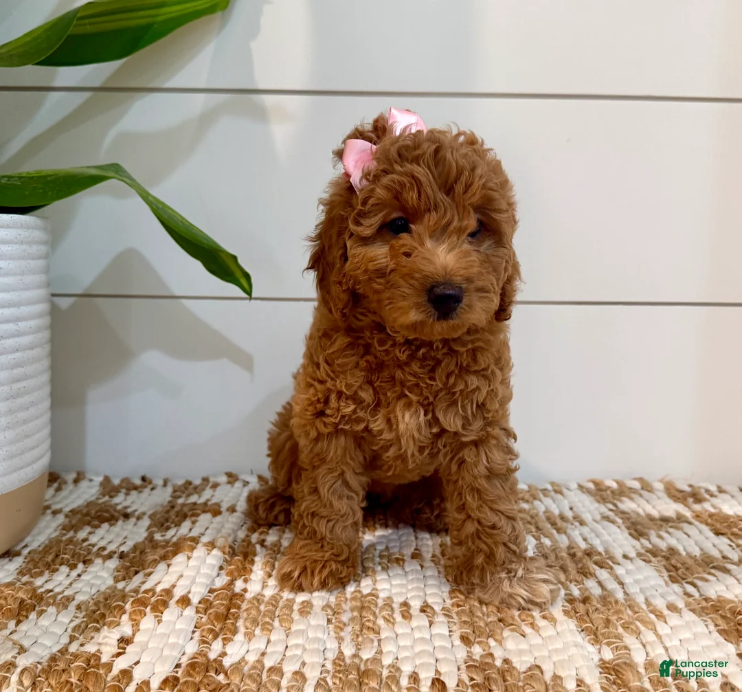 Mini Goldendoodle dogs for sale: Peach Collar 🐾🧡 - Ad 1