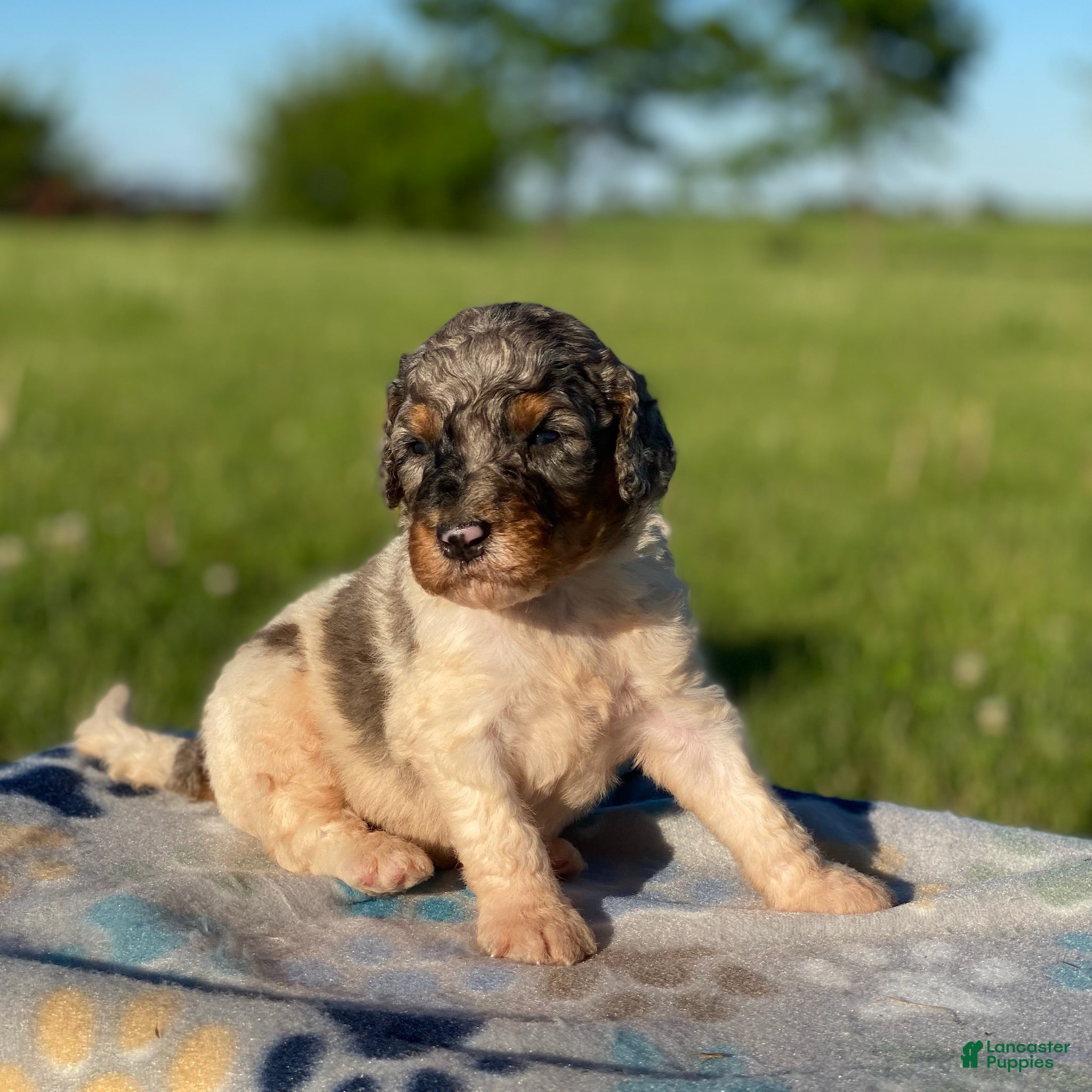 Standard Poodle dogs Steel - Ad 40