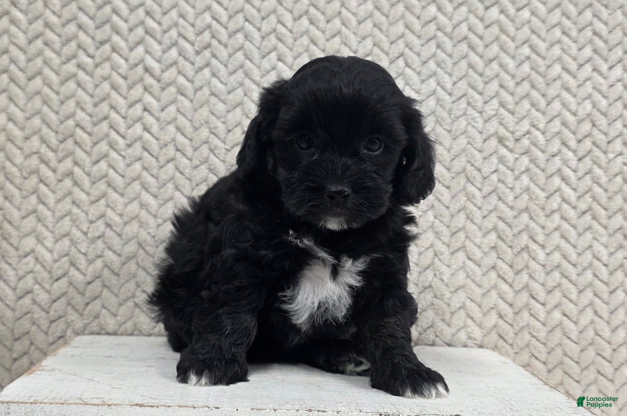 Shihpoo dogs Bonnie - Ad 2