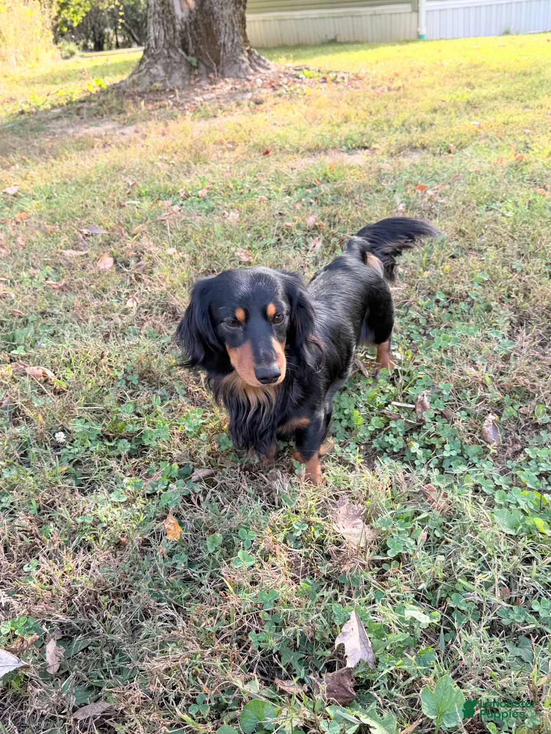 Miniature Dachshund dogs for sale: Miniature Dachshund Puppy 1 - Ad 4