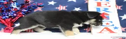 Mixed Breed dogs for sale: Dahlia  - Ad 5