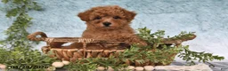 Bichpoo dogs for sale: Franci - Ad 3