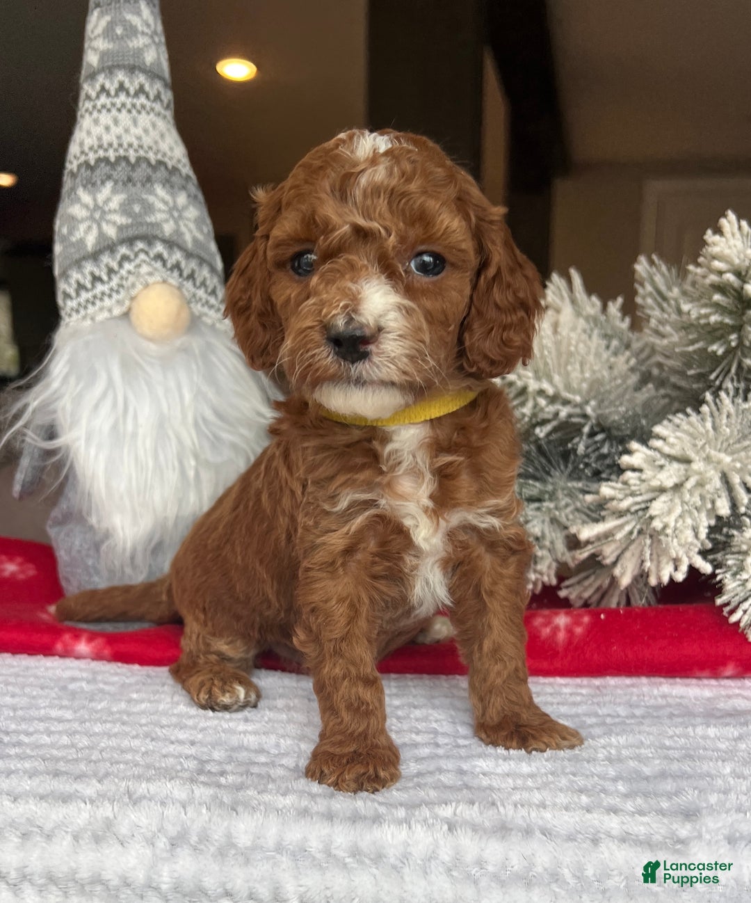 Mini Goldendoodle dogs for sale: Chloe - Ad 2