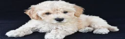 Cavachon dogs for sale: Jordan - Ad 2