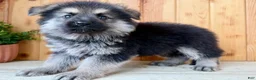 Mixed Breed dogs for sale: MINI Fido - Ad 4
