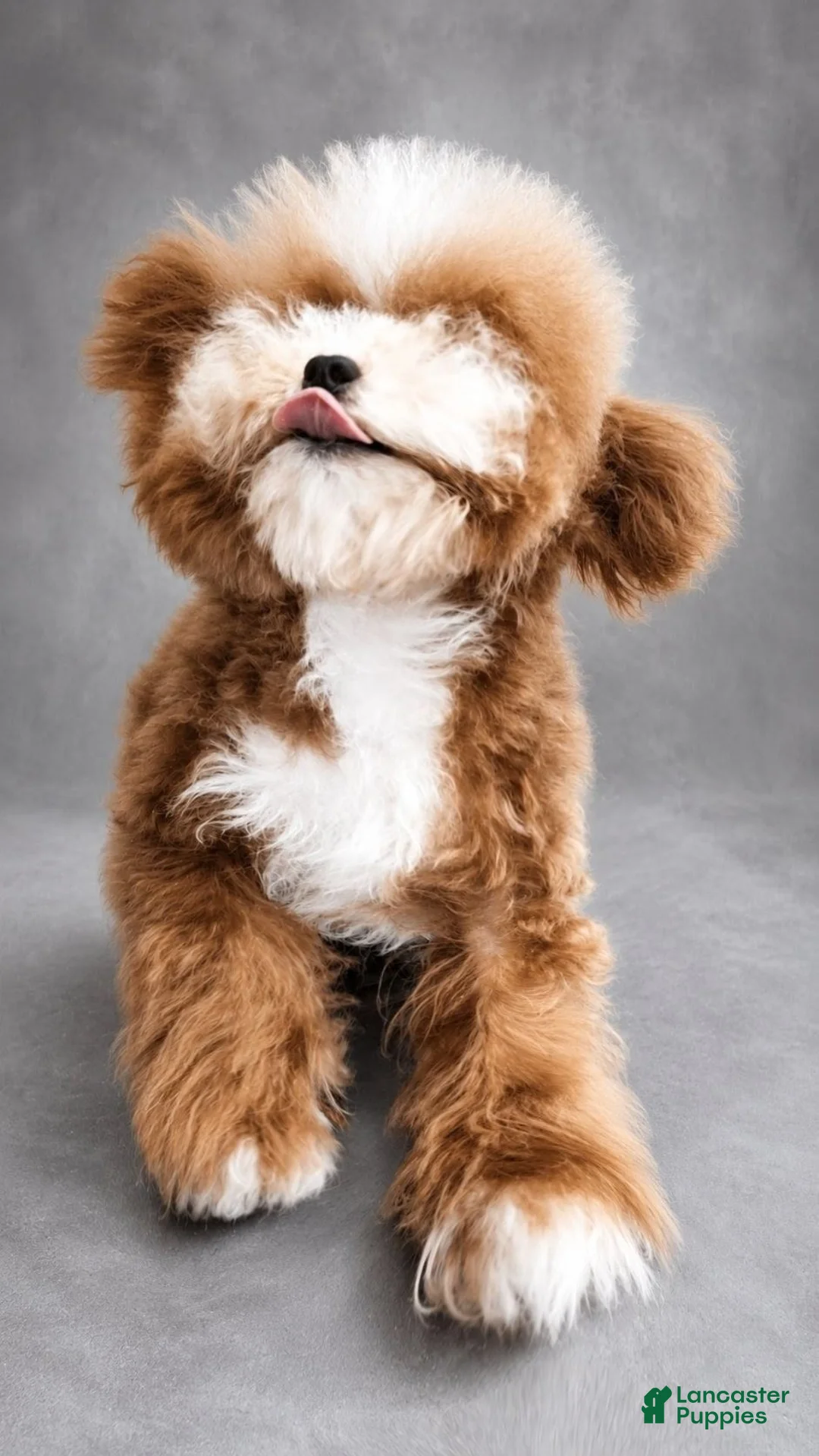 Toy Poodle dogs for stud: Tigger - Ad 2