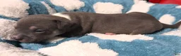 American Bully dogs for sale: "MICHAEL JACKSON" / BLUE TRI COLOR - Ad 8