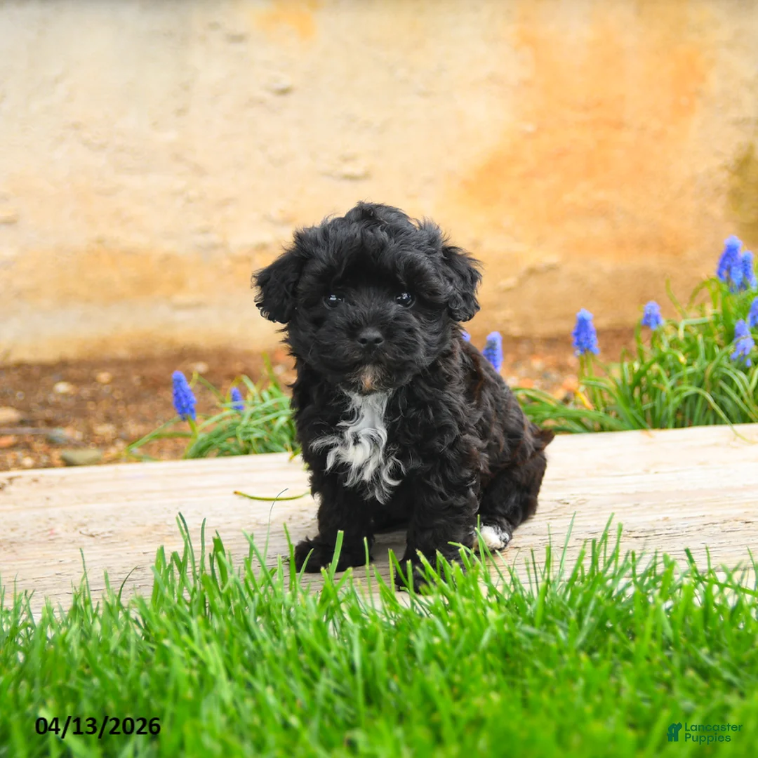 Havapoo dogs for sale: Jimmy - Ad 2