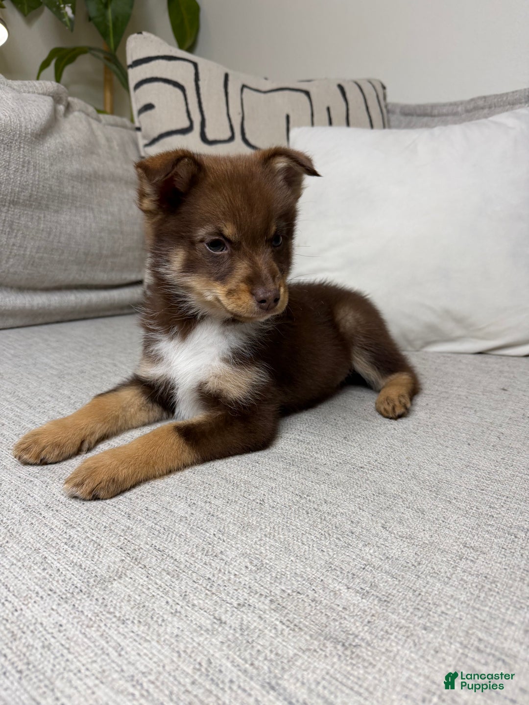 Pomsky dogs for sale: Dotty - Ad 5