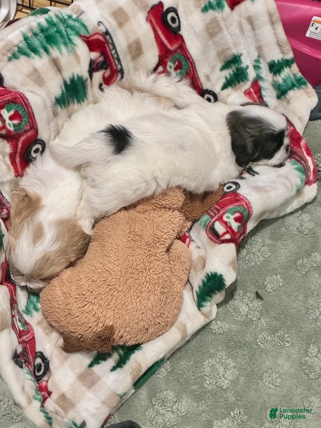 Shih Tzu dogs for sale: Shih Tzu 2 - Ad 1
