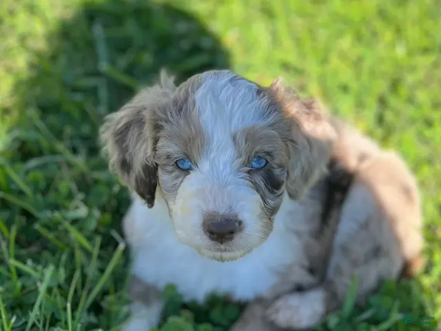 Aussiedoodle dogs for sale: RMM Teal - Ad 1