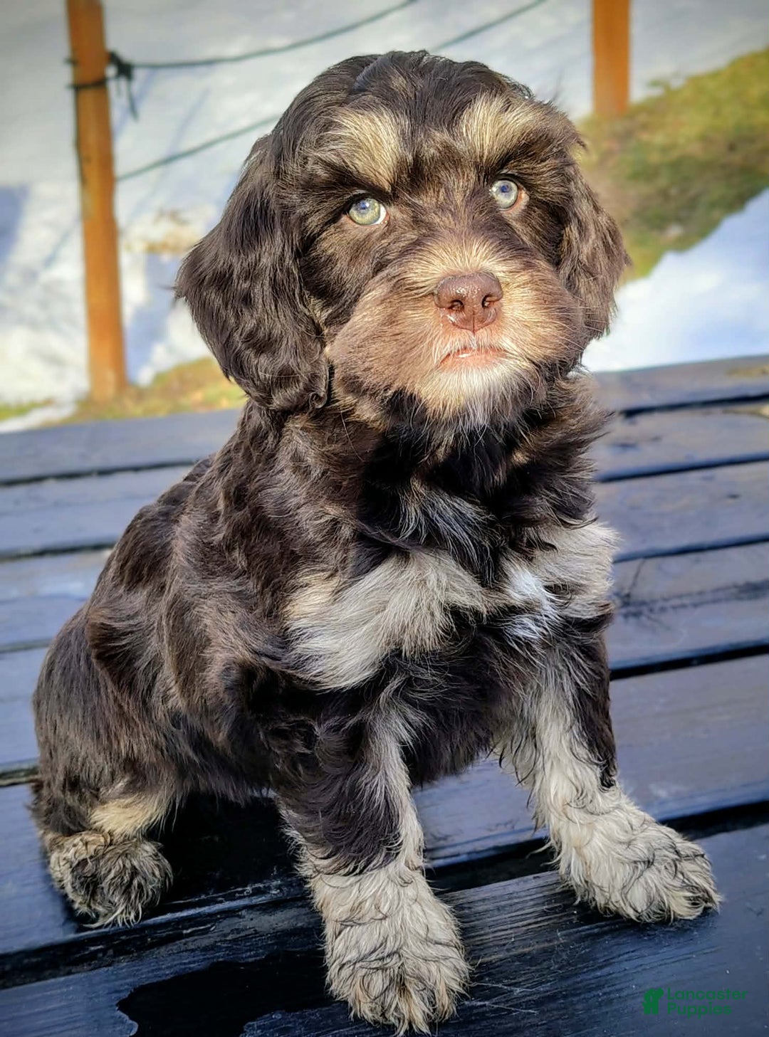 Mixed Breed dogs for sale: Buzz  male cavadoodle  - Ad 3