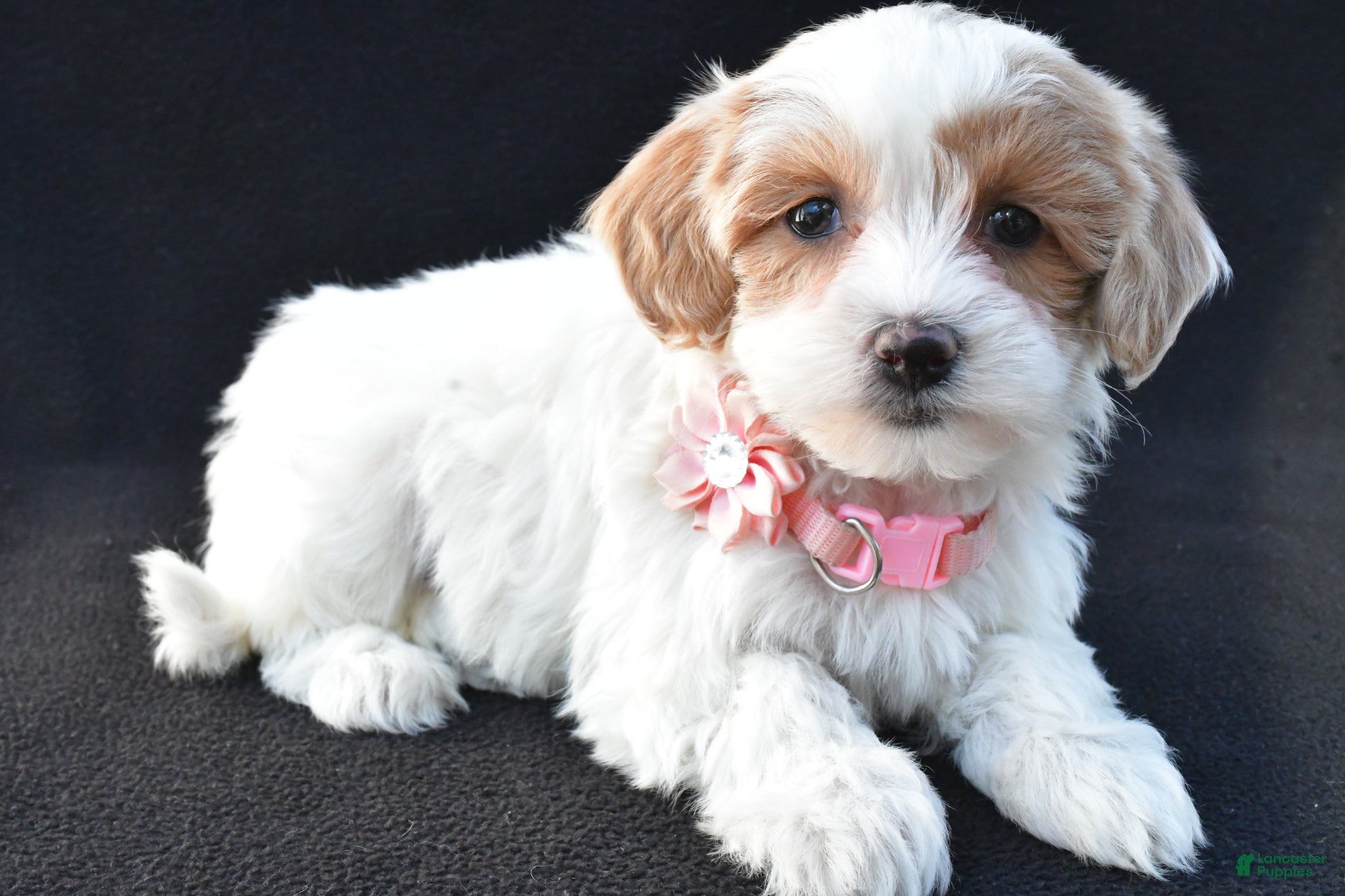 Maltipoo dogs Misty - Ad 2