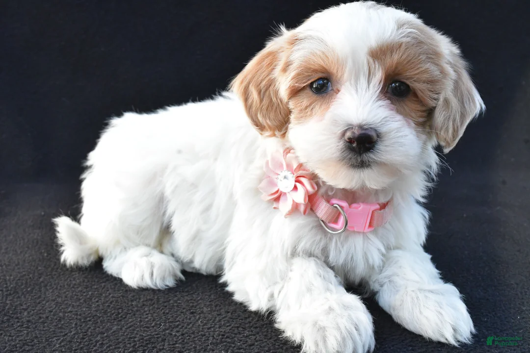 Maltipoo dogs for sale: Misty - Ad 2