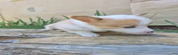 Welsh Corgi Pembroke dogs for sale: Blue - Ad 3