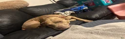 Mixed Breed dogs for sale:  lighter blue brindle - Ad 2