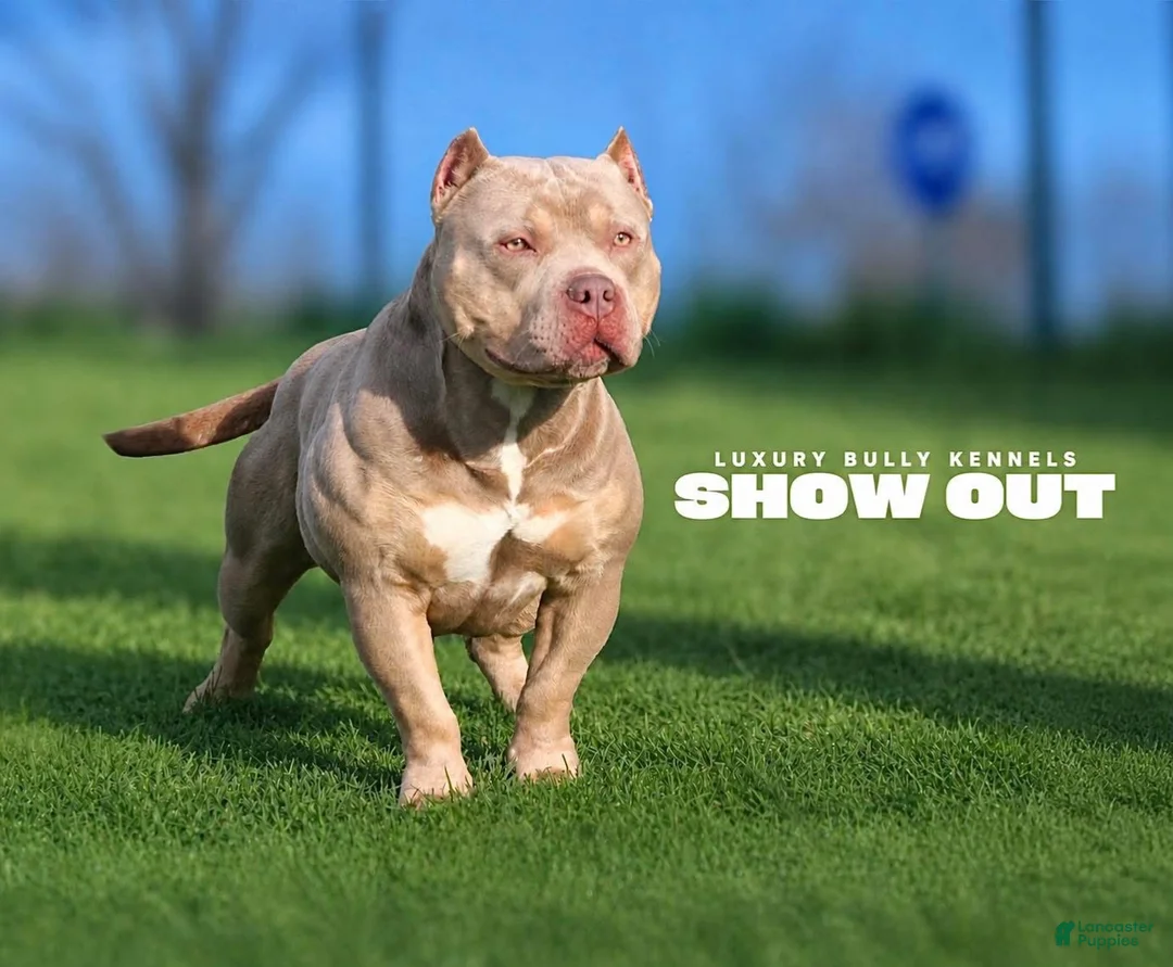American Bully dogs for stud: Luxury’s Show Out  - Ad 1