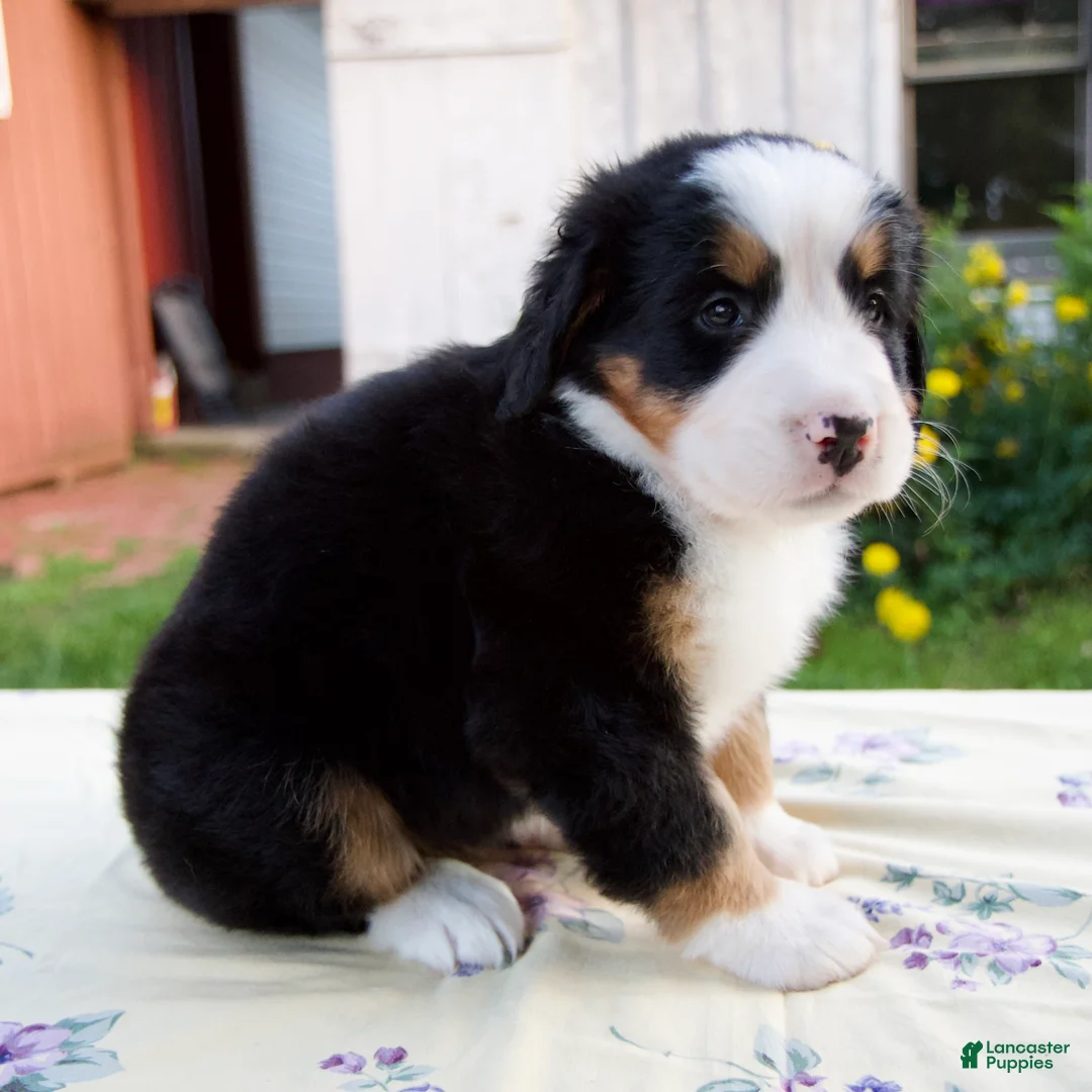 Bernese Mountain Dog dogs for sale: Sara Beth - Ad 2