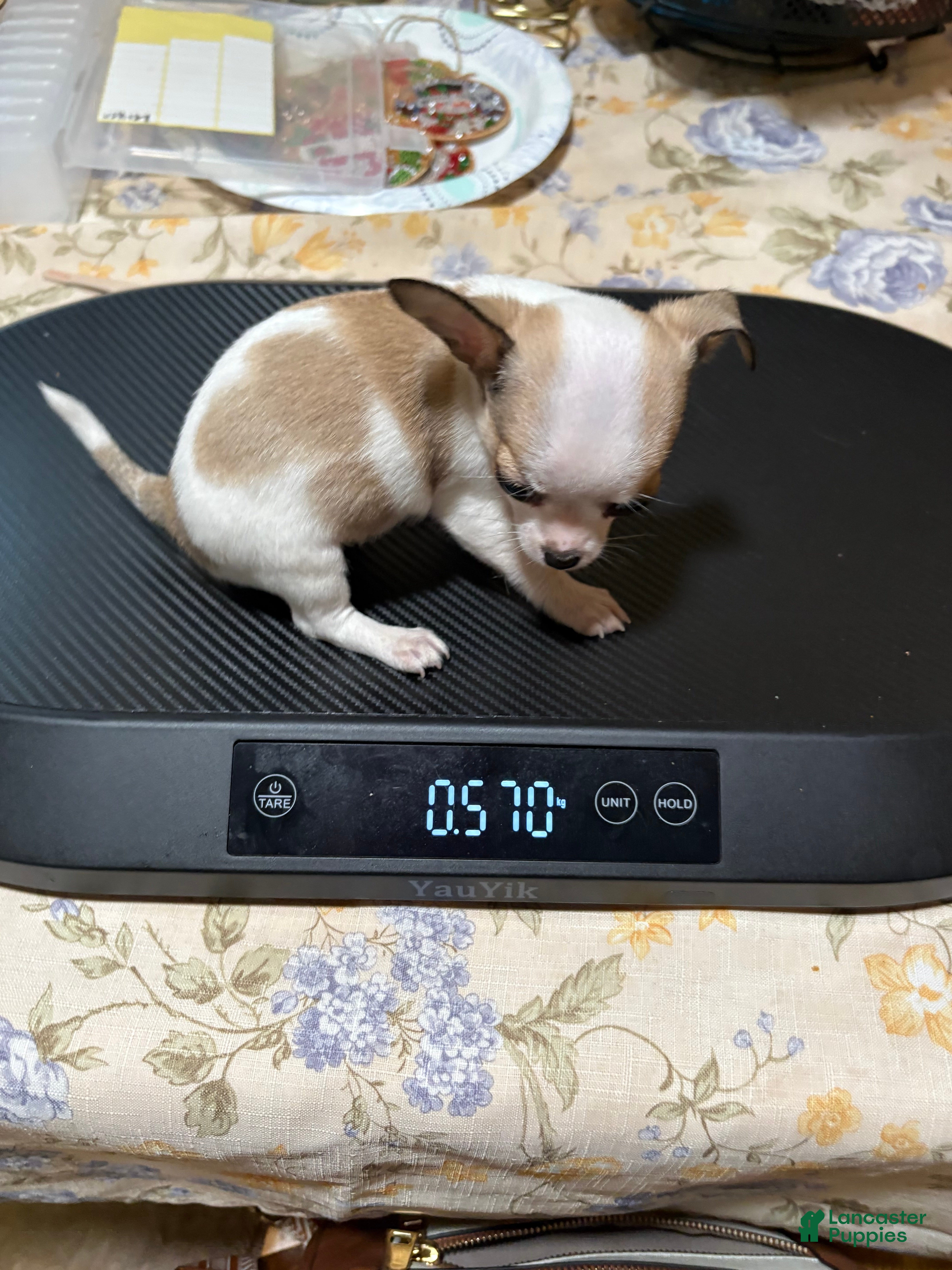 Chihuahua dogs for sale: Chihuahua 3 - Ad 2