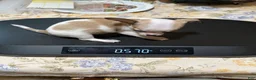 Chihuahua dogs for sale: Chihuahua 3 - Ad 2
