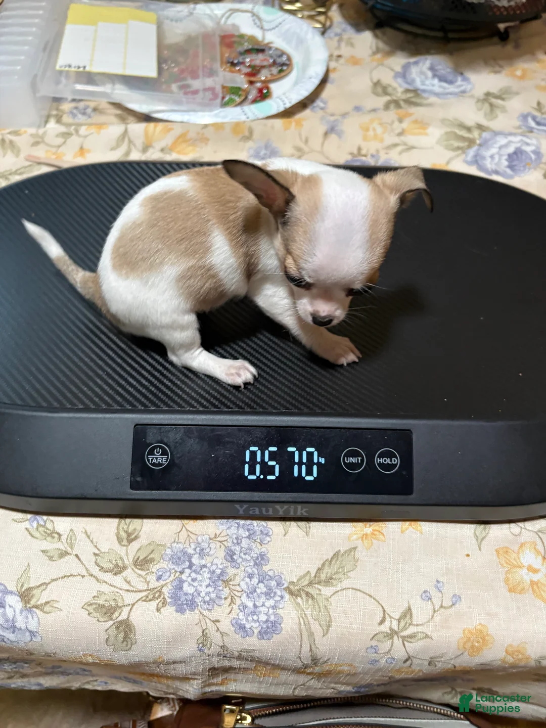Chihuahua dogs for sale: Chihuahua 3 - Ad 2