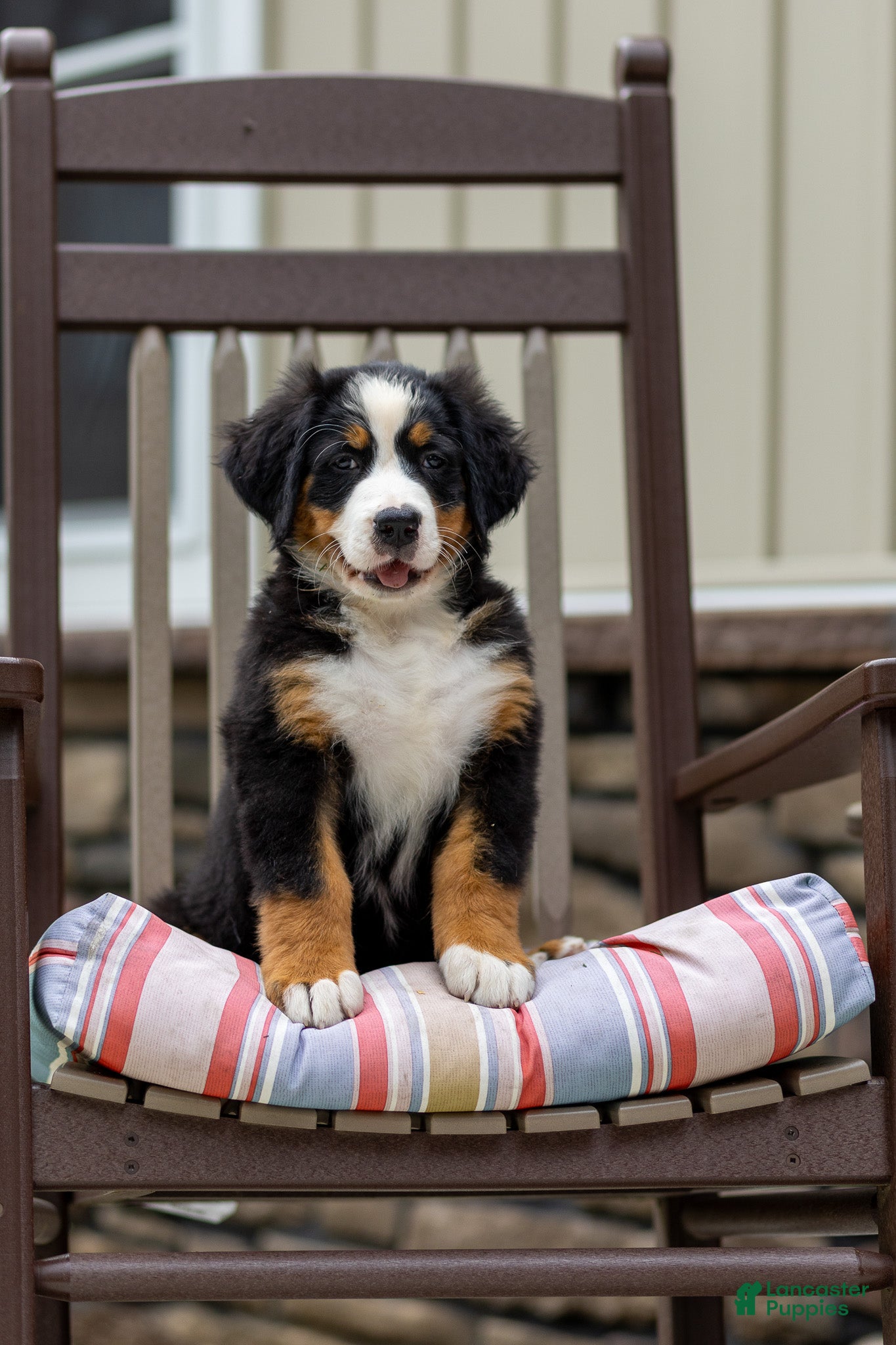 Bernese Mountain Dog dogs Renee - Ad 1