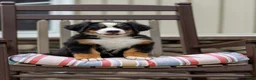 Bernese Mountain Dog dogs for sale: Renee - Ad 1