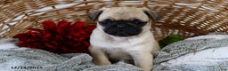Pug dogs for sale: Holly - Ad 4