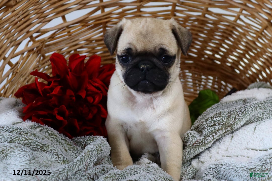 Pug dogs for sale: Holly - Ad 4