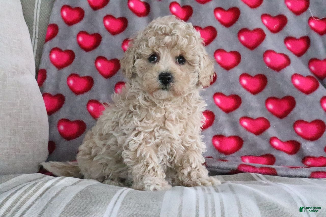 Shihpoo dogs for sale: Princess - Ad 1