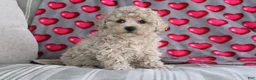 Shihpoo dogs for sale: Princess - Ad 1