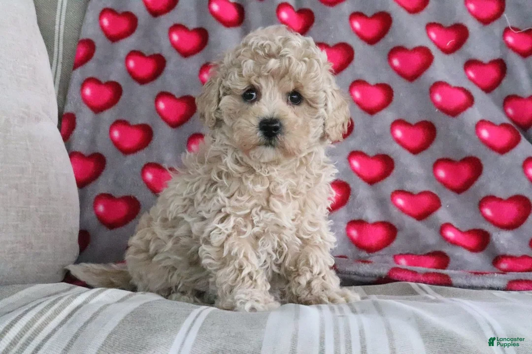 Shihpoo dogs for sale: Princess - Ad 1