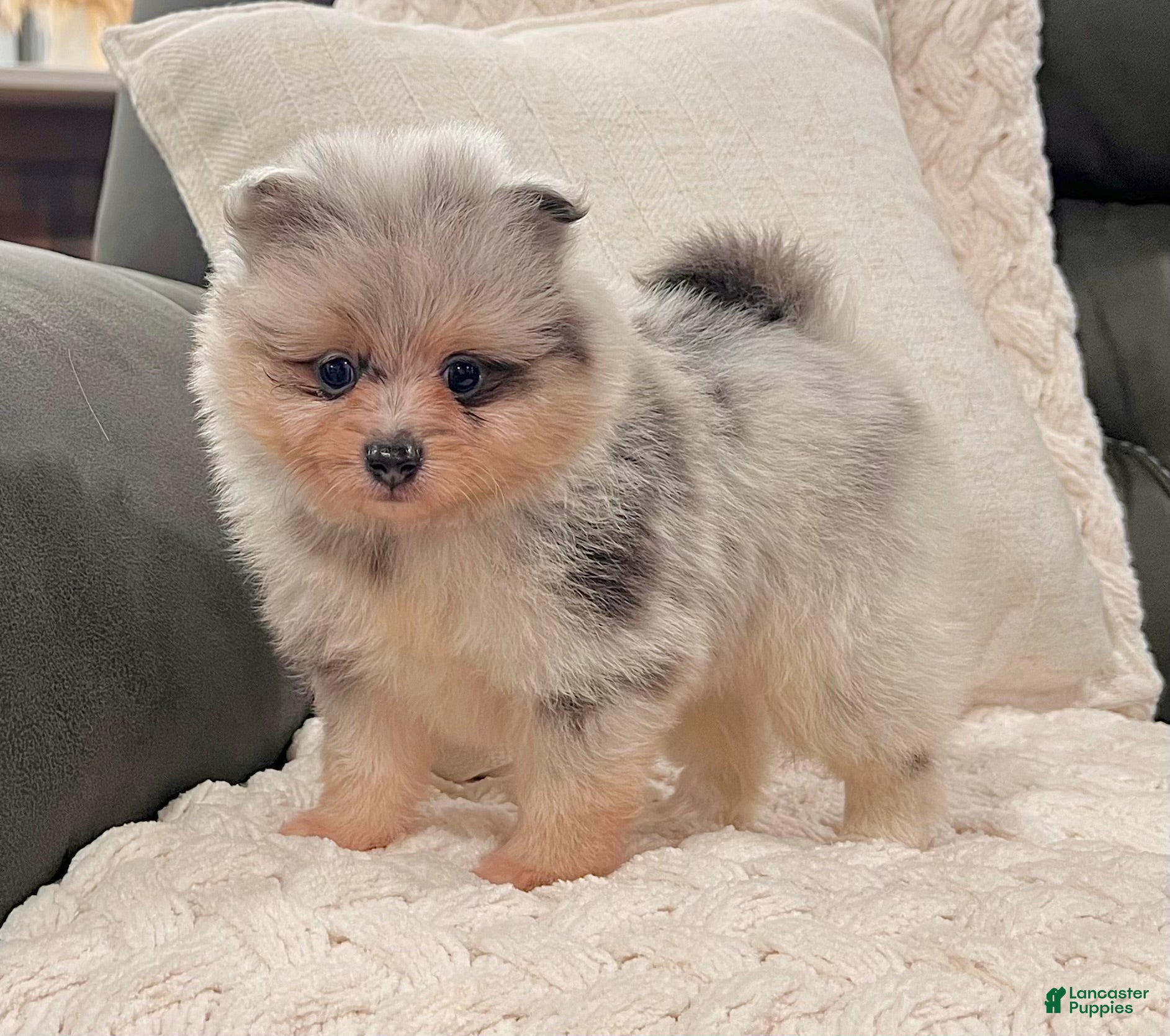 Pomeranian dogs Frosty - Ad 2