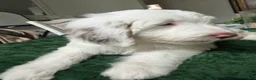 Aussiedoodle dogs for sale: Aussiedoodle 1 - Ad 4