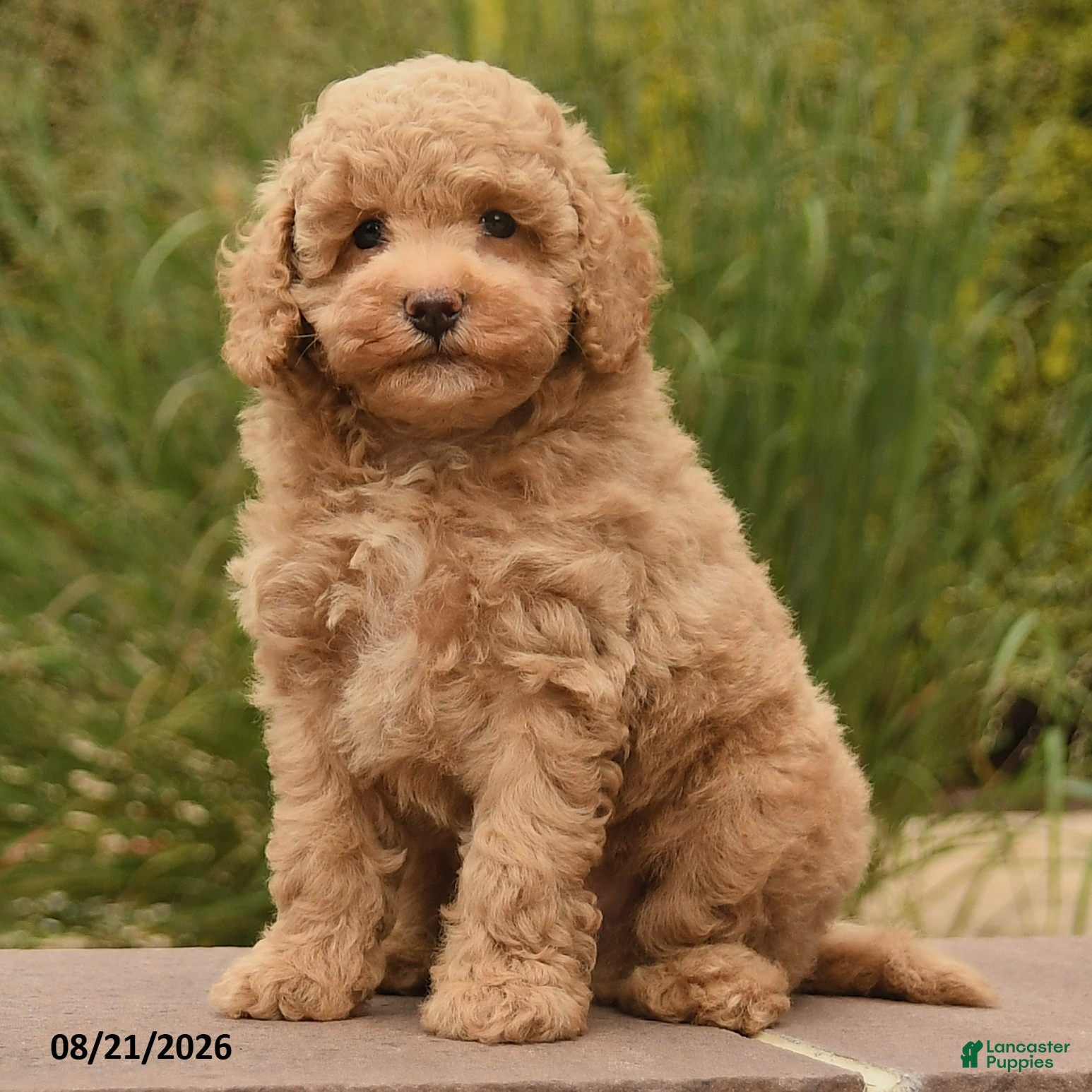 Toy Poodle dogs Nala - Ad 2
