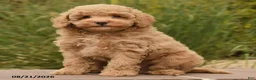 Toy Poodle dogs for sale: Nala - Ad 2