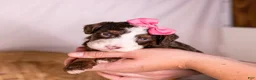 Bernedoodle dogs for sale: Happy - Ad 5