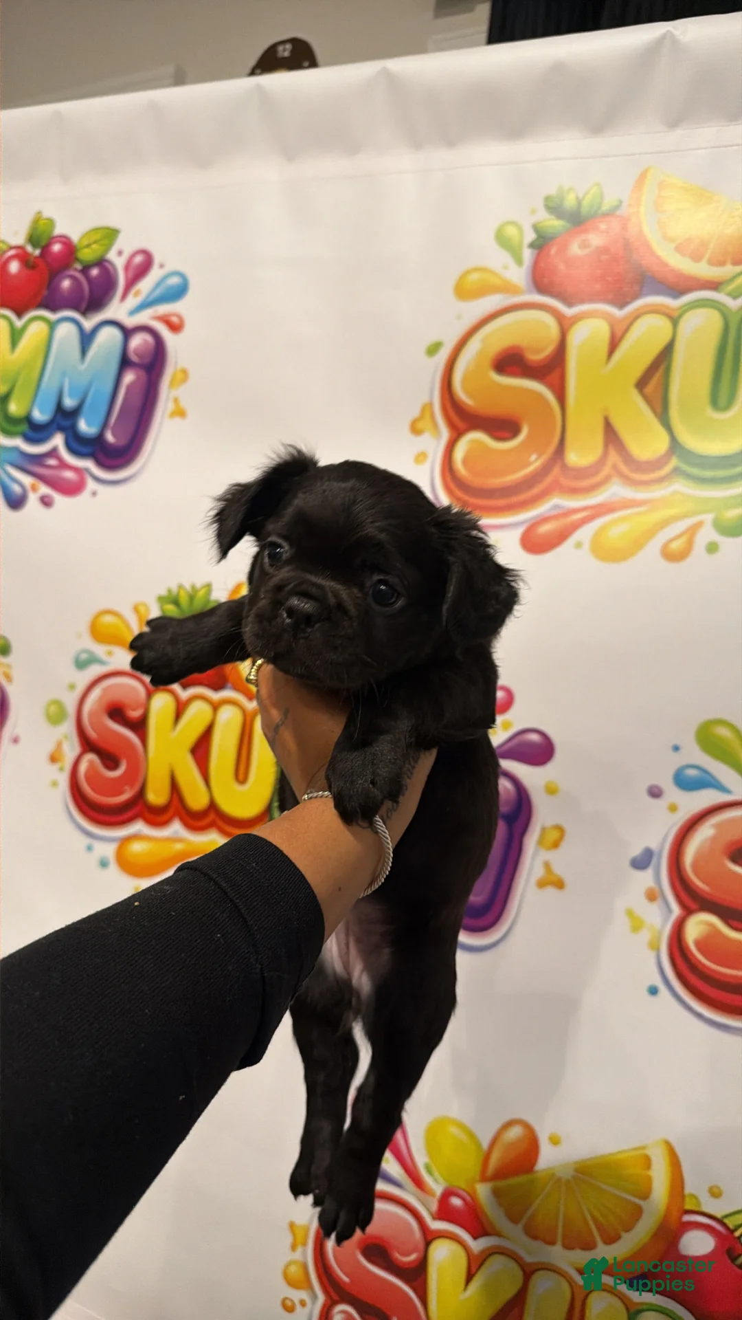 French Bulldog dogs for sale: French Bulldog Puppy 4 - Ad 2