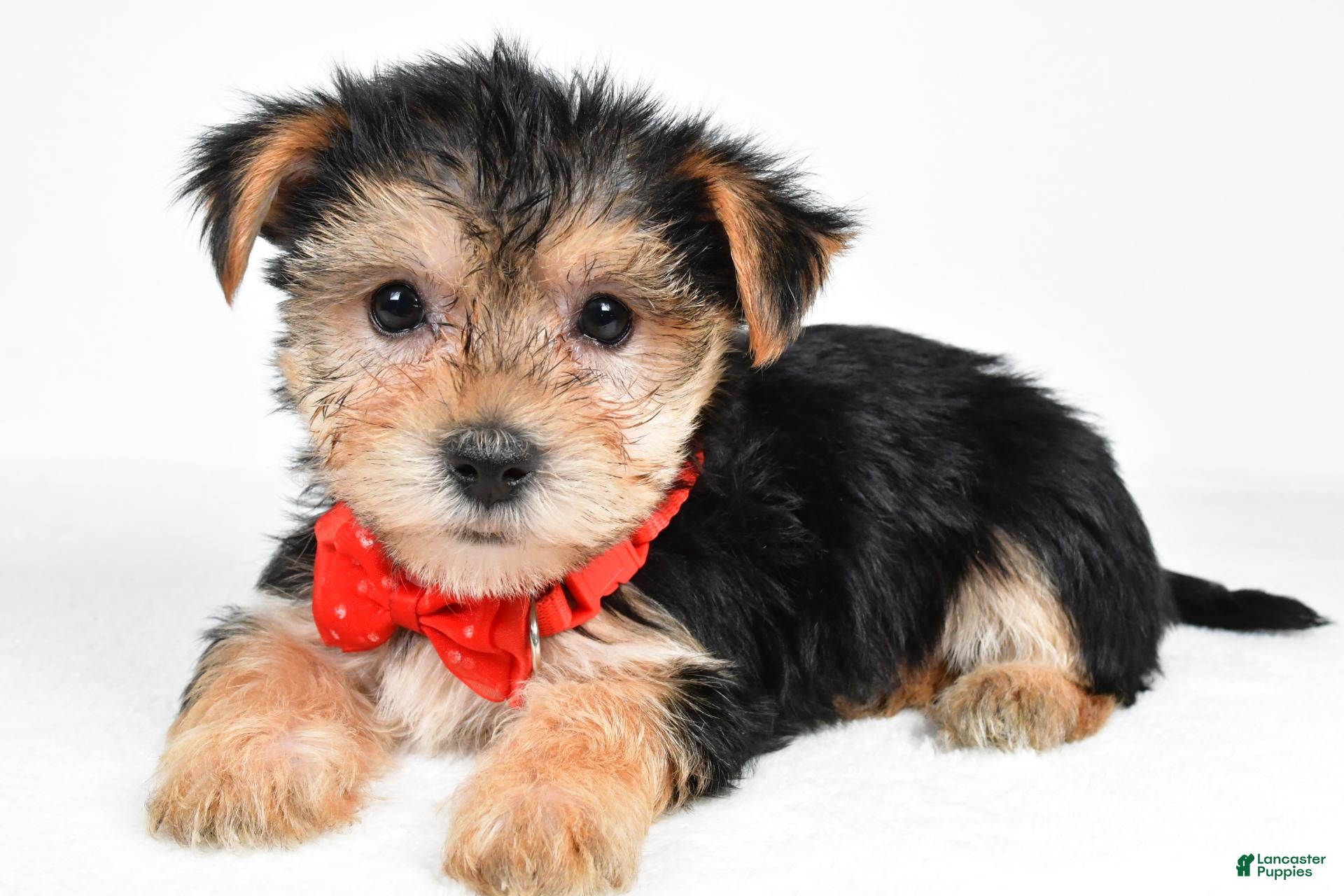 Morkie dogs Victor - Ad 2