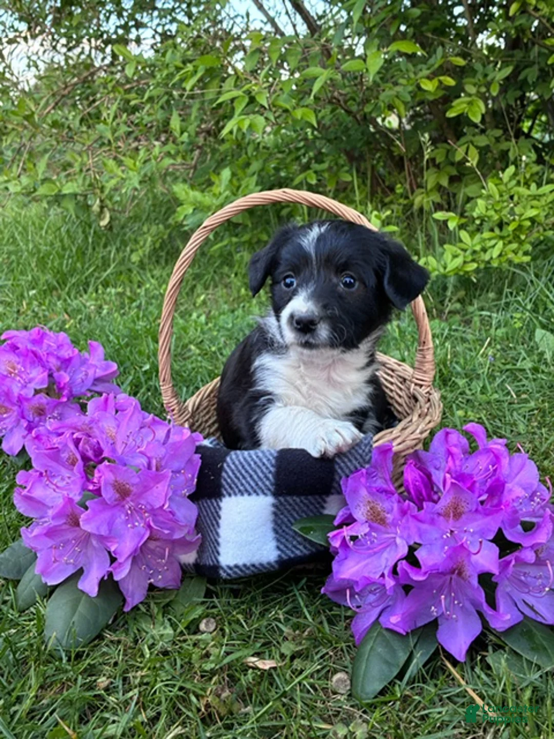 Corgipoo dogs for sale: Snickers - Ad 1