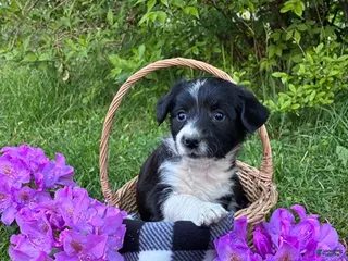 Corgipoo dogs for sale: Snickers - Ad 1