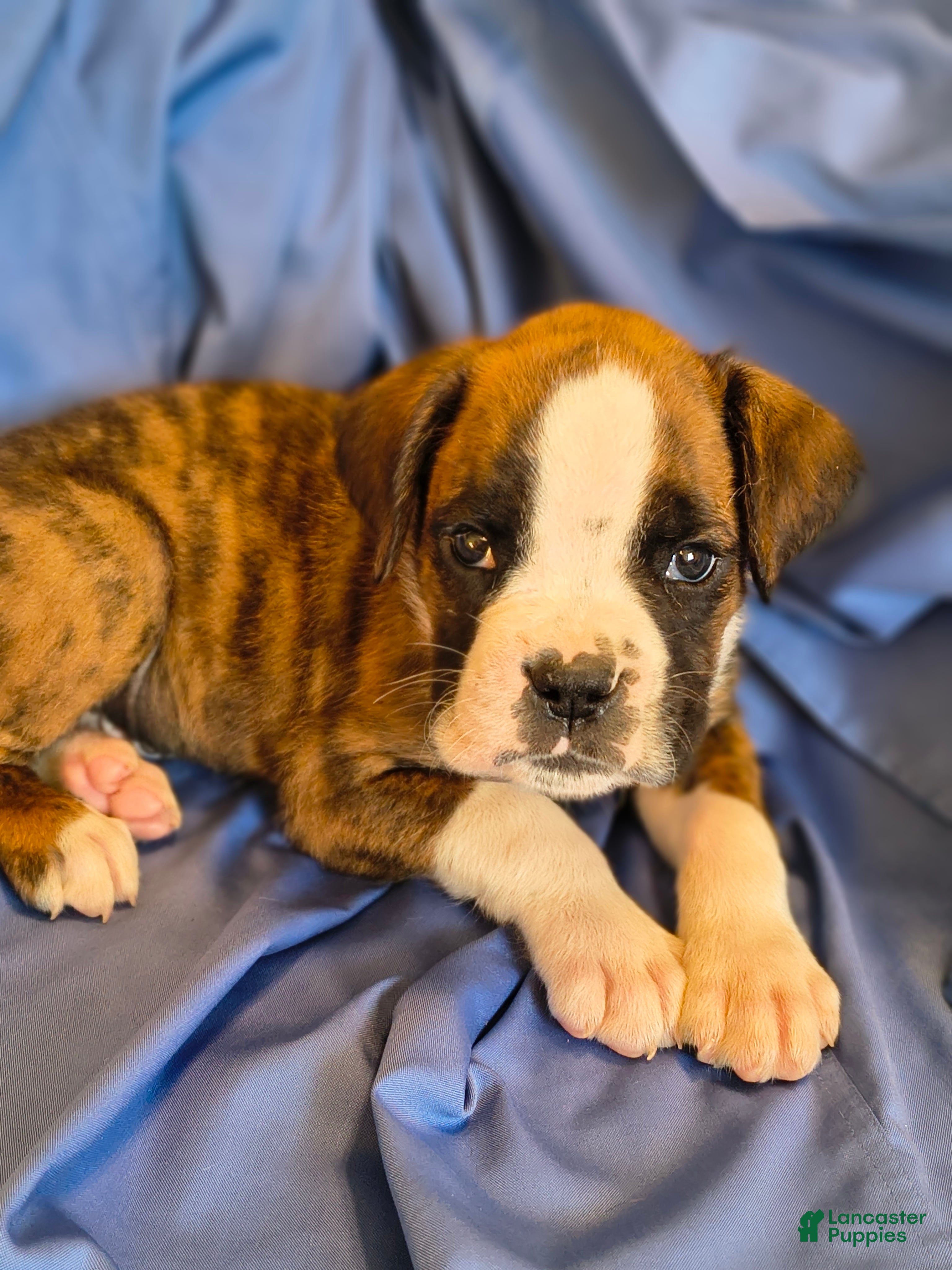 Boxer dogs Bay - Ad 1
